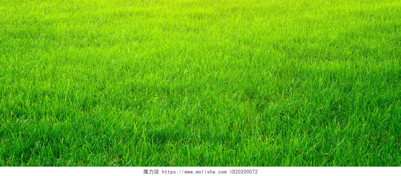绿色背景绿色绿地草坪草地草皮环保海报背景图